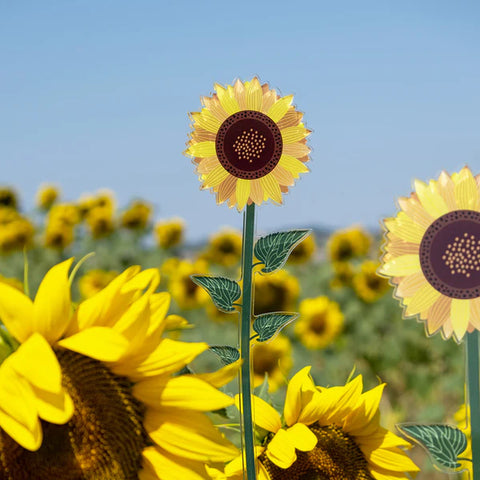 Girasole   Piccolo   Funny   Flowers Vesta