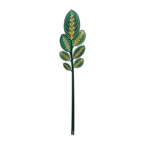 Calathea Verde Piccola Funny Flowers Vesta