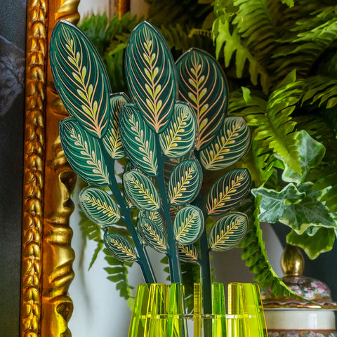 Calathea Verde Grande Funny Flowers Vesta