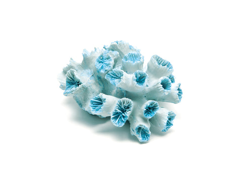 Corallo Canarie azzurro Bruco
