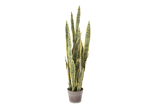 Pianta sanseveria trifasciata cm 100 verde gialla Bruco