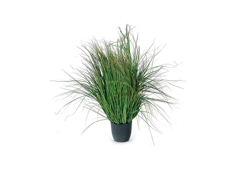 Pianta onion grass cm 110 Verde scuro Bruco