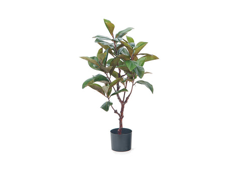 Pianta magnolia cm 90 verde Bruco