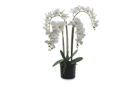 Piante phalaenopsis clivia cm 85 bianco Bruco