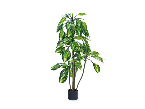 Pianta dieffenbachia real touch cm 150 verde Bruco