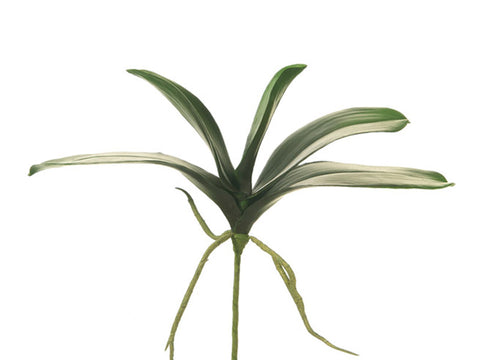 BUSH FOGLIE PHALAENOPSIS C/RADICI CM30 VERDE BRUCO