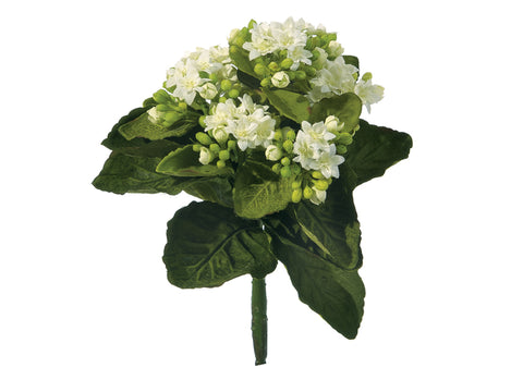 Piantina kalanchoe cm 23 bianco Bruco