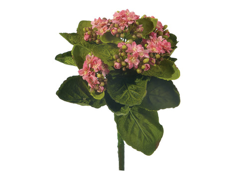 Piantina Kalanchoe cm 23 Fuxia Bruco