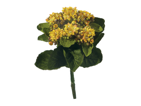 Piantina Kalanchoe cm 23 giallo Bruco