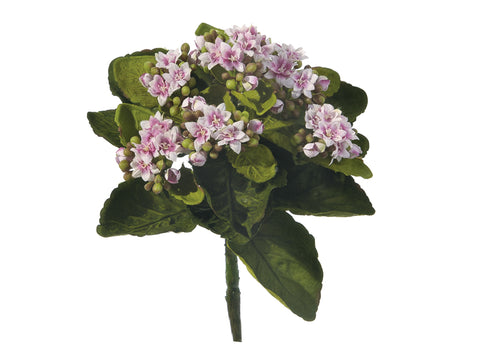 Piantina Kalanchoe cm 23 Rosa Bruco