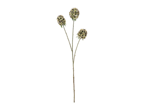 Scabiosa Stellata x3 cm 71 Verde Bruco
