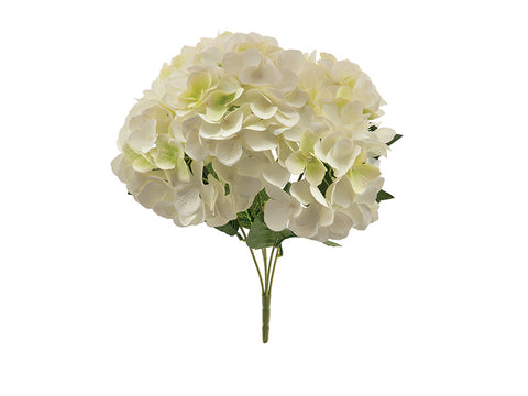 Bush ortensie chantal x5 cm 45 Bianco Bruco