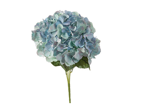Bush ortensie chantal x5 cm 45 Blu Bruco