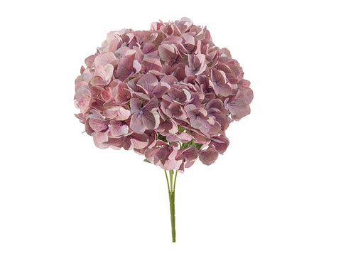 Bush ortensie chantal x5 cm 45 lilla Bruco