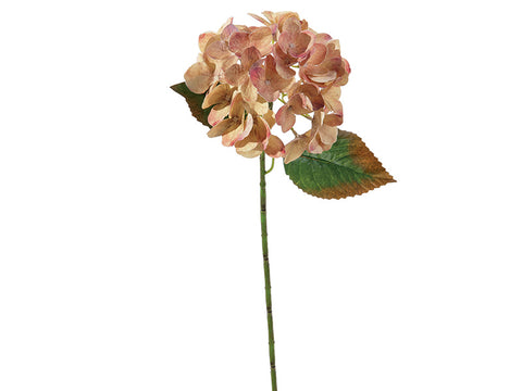 Ortensia Chantal x5 cm 54 Rosa/Giallo Bruco