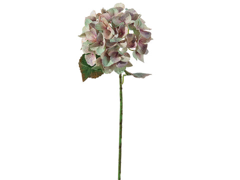 Ortensia chantal x5 cm 54 Verde/lilla Bruco