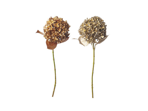 ORTENSIA GOLDEN CM68 BRUCO