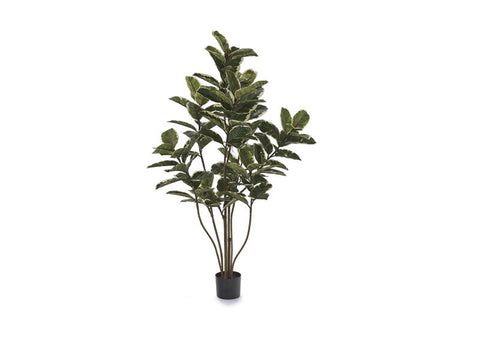 PIANTA FICUS ELASTICA 155 CM VERDE