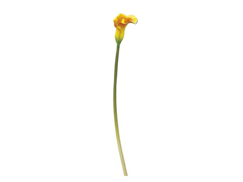 CALLA 72 CM GIALLO ARANCIO