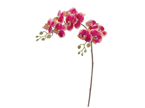 PHALAENOPSIS RAMIFICATO FUXIA