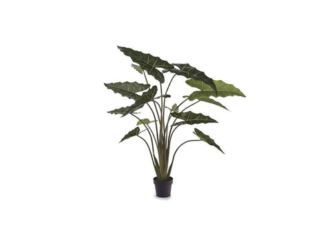 PIANTA ALOCASIA 190 CM VERDE