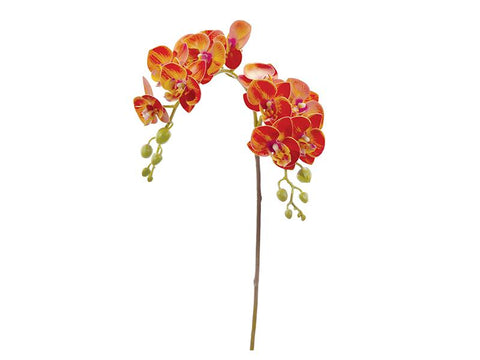 PHALAENOPSIS RAMIFICATO ORCHIDEA ARANCIO