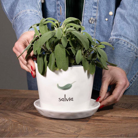 Vaso Salvia con sottovaso simple day