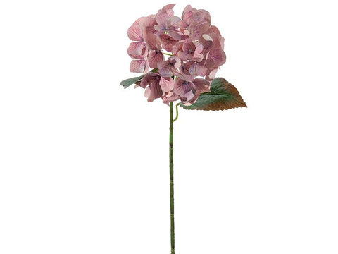 ORTENSIA CHANTAL LILLA