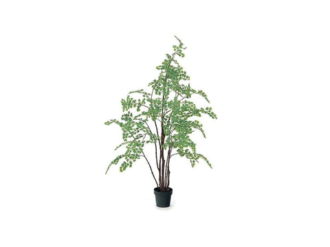 PIANTA MINI GINKGO VERDE