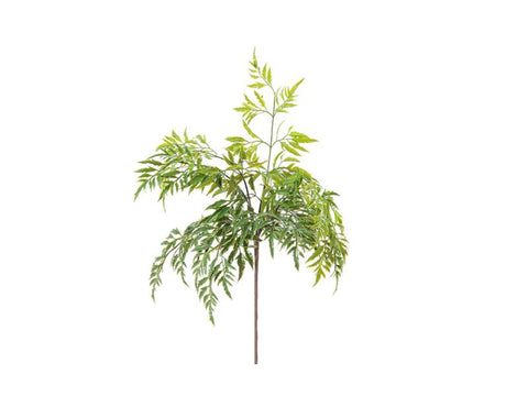 BUSH POLYSCIAS VERDE