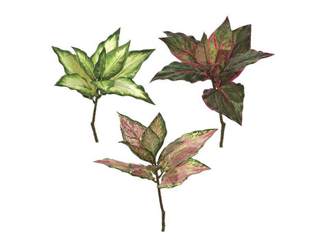 PIANTINA SEMPREVERDE COLORI ASSORTITI