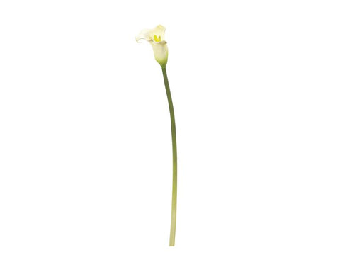 CALLA 72  CM BIANCO