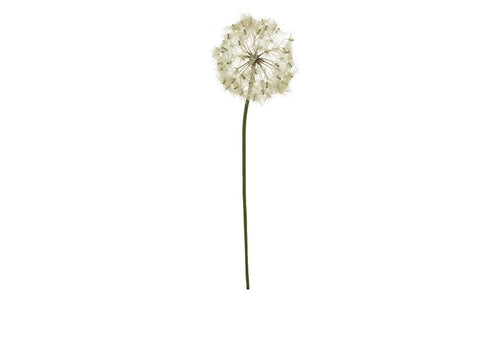 DANDELION GIRASOLE CREMA 90 CM