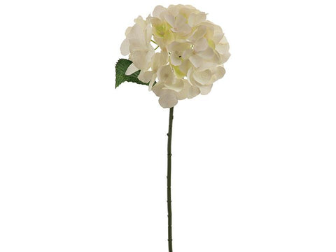 ORTENSIA CHANTAL BIANCO