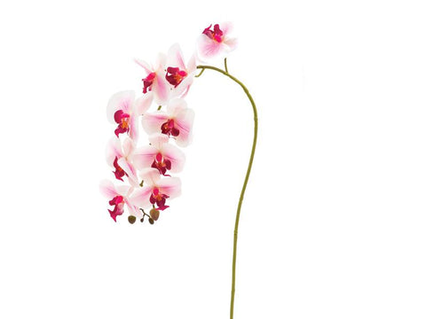ORCHIDEA RAMO ROSA